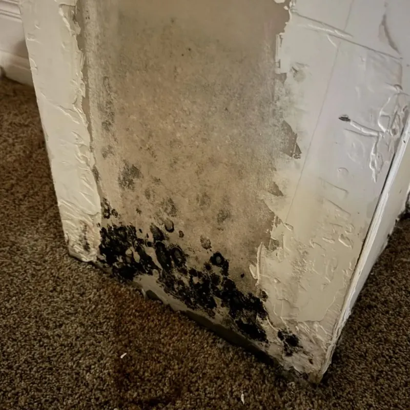 Professional Mold Removal in Elizabeth City, NC